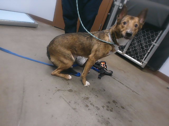 Shelter Stray Male Dog last seen 28TH ST AND WASHINGTON ST, 2500 S 27th Ave, Phoenix, AZ 85009, USA
