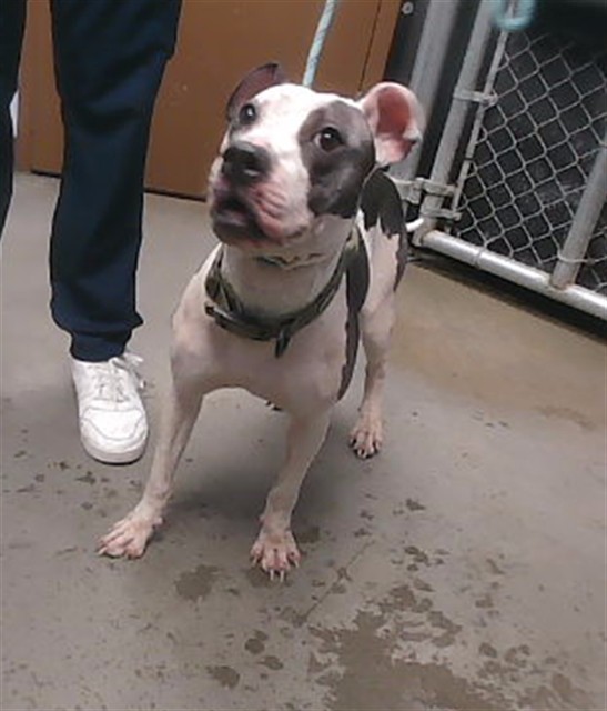 Shelter Stray Male Dog last seen 19TH AVE AND ROMLEY AVE, 2500 S 27th Ave, Phoenix, AZ 85009, USA
