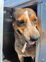 Shelter Stray Female Dog last seen HAZEN RD AND ROOKS RD, 2500 S 27th Ave, Phoenix, AZ 85009, USA