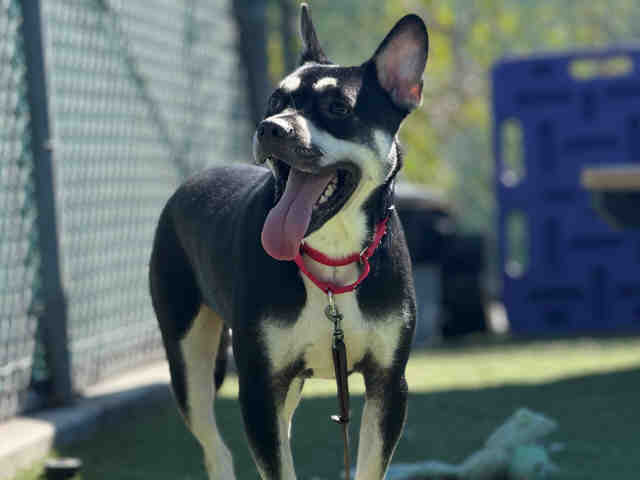Shelter Stray Male Dog last seen OTAY LAKES, 2481 Palomar Airport Rd, Carlsbad, CA 92011, USA