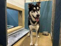 Shelter Stray Male Dog last seen OTAY LAKES, 2481 Palomar Airport Rd, Carlsbad, CA 92011, USA