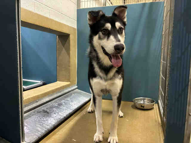 Shelter Stray Male Dog last seen OTAY LAKES, 2481 Palomar Airport Rd, Carlsbad, CA 92011, USA