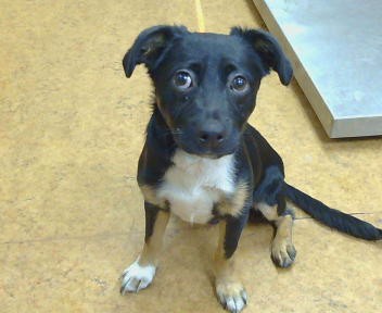 Shelter Stray Male Dog last seen ORANGE GROVE AVE/WATT AVE, 95660, 3839 Bradshaw Rd, Sacramento, CA 95827, USA
