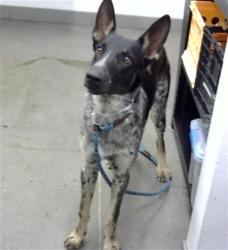 Shelter Stray Male Dog last seen SOUTHERN AVE AND 24TH ST, 1920 S Lewis, Mesa, AZ 85210, USA