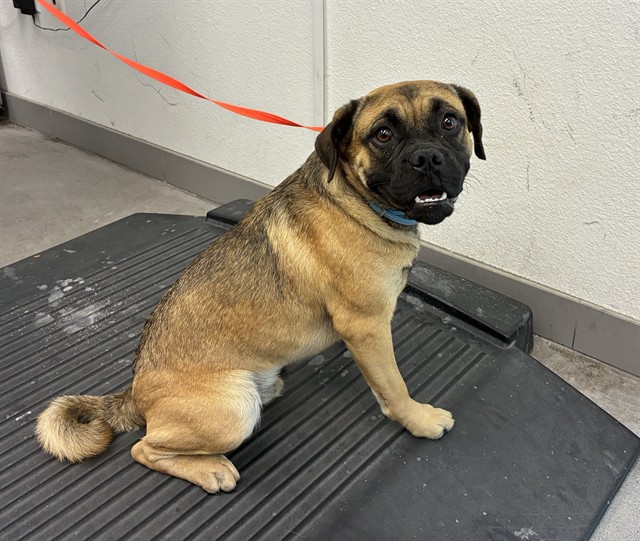 Shelter Stray Male Dog last seen HIGHLAND AVE AND EXTENSION RD, 1920 S Lewis, Mesa, AZ 85210, USA