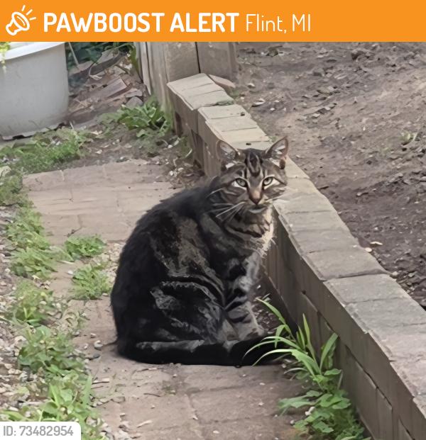 Found/Stray Unknown Cat last seen Miller and Hammerburg Flint Mi, Flint, MI 48503