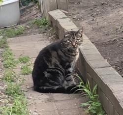 Found/Stray Unknown Cat last seen Miller and Hammerburg Flint Mi, Flint, MI 48503