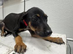 Shelter Stray Female Dog last seen , 1850 W 60th St, Los Angeles, CA 90047, USA