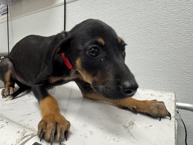Shelter Stray Female Dog last seen , 1850 W 60th St, Los Angeles, CA 90047, USA