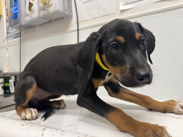 Shelter Stray Female Dog last seen , 1850 W 60th St, Los Angeles, CA 90047, USA