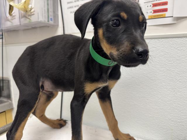 Shelter Stray Male Dog last seen , 1850 W 60th St, Los Angeles, CA 90047, USA
