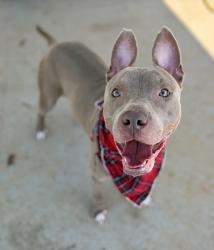Shelter Stray Male Dog last seen CHARLOTTE, 8315 Byrum Dr, Charlotte, NC 28217, USA