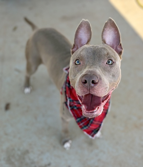Shelter Stray Male Dog last seen CHARLOTTE, 8315 Byrum Dr, Charlotte, NC 28217, USA