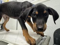 Shelter Stray Male Dog last seen , 1850 W 60th St, Los Angeles, CA 90047, USA