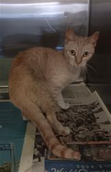 Shelter Stray Female Cat last seen , 1850 W 60th St, Los Angeles, CA 90047, USA