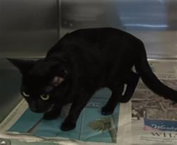 Shelter Stray Female Cat last seen , 1850 W 60th St, Los Angeles, CA 90047, USA