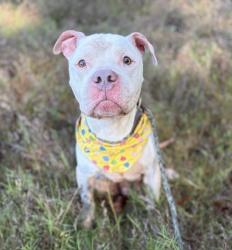 Shelter Stray Male Dog last seen CHARLOTTE, 8315 Byrum Dr, Charlotte, NC 28217, USA