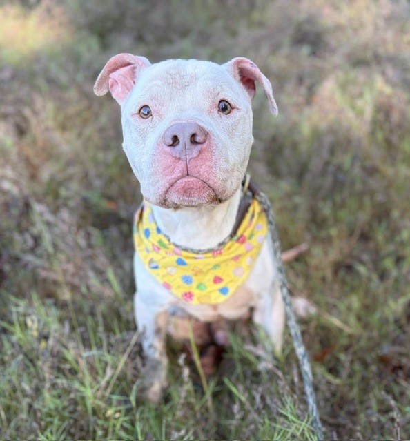 Shelter Stray Male Dog last seen CHARLOTTE, 8315 Byrum Dr, Charlotte, NC 28217, USA