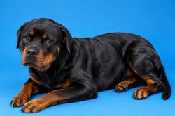 Shelter Stray Female Dog last seen SEIZED FROM 8651 ADAMS AVENUE, 2020 Forest St, Jacksonville, FL 32204, USA