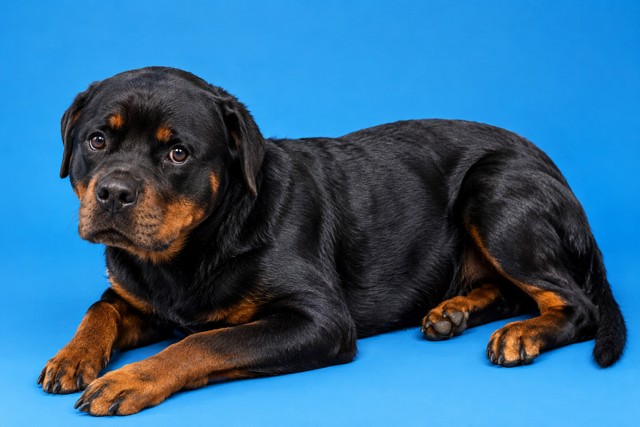 Shelter Stray Female Dog last seen SEIZED FROM 8651 ADAMS AVENUE, 2020 Forest St, Jacksonville, FL 32204, USA