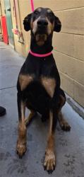 Shelter Stray Male Dog last seen MONT VERNON AND BASELINE, 333 Chandler Pl, San Bernardino, CA 92408, USA