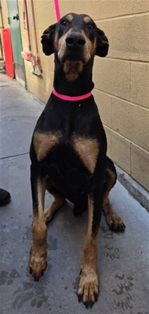 Shelter Stray Male Dog last seen MONT VERNON AND BASELINE, 333 Chandler Pl, San Bernardino, CA 92408, USA