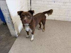 Shelter Stray Male Dog last seen Near BLOCK UNIVERSITY PKWY, 333 Chandler Pl, San Bernardino, CA 92408, USA