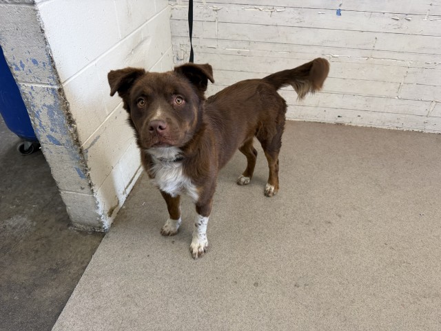 Shelter Stray Male Dog last seen Near BLOCK UNIVERSITY PKWY, 333 Chandler Pl, San Bernardino, CA 92408, USA