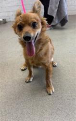 Shelter Stray Male Dog last seen , 333 Chandler Pl, San Bernardino, CA 92408, USA