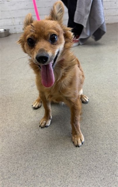 Shelter Stray Male Dog last seen , 333 Chandler Pl, San Bernardino, CA 92408, USA