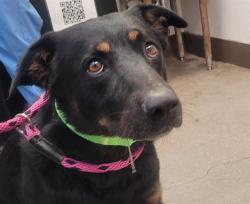 Shelter Stray Male Dog last seen , 4000 N Silverbell Rd, Tucson, AZ 85745, USA