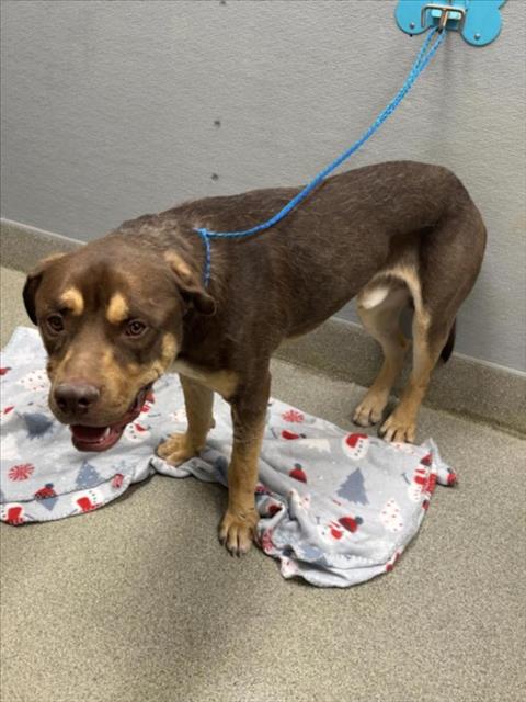 Shelter Stray Male Dog last seen Near BLOCK N LAS VEGAS BLVD, LAS VEGAS NV 89115, 655 N Mojave Rd, Las Vegas, NV 89101, USA