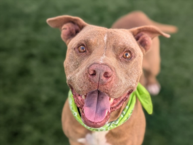 Shelter Stray Male Dog last seen , 957 N Gaffey St, San Pedro, CA 90731, USA