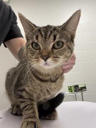 Shelter Stray Female Cat last seen Near, 5001 E Raymond St, Indianapolis, IN 46203, USA