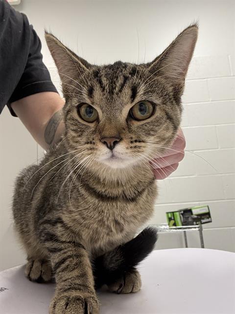Shelter Stray Female Cat last seen Near, 5001 E Raymond St, Indianapolis, IN 46203, USA