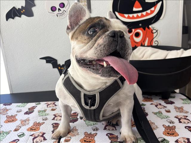 Shelter Stray Female Dog last seen , 957 N Gaffey St, San Pedro, CA 90731, USA