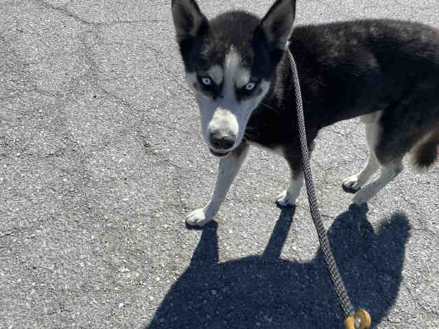 Shelter Stray Male Dog last seen OTAY LAKES ROAD, 5821 Sweetwater Rd, Bonita, CA 91902, USA