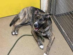 Shelter Stray Female Dog last seen CARRIZO GORGE, 5821 Sweetwater Rd, Bonita, CA 91902, USA