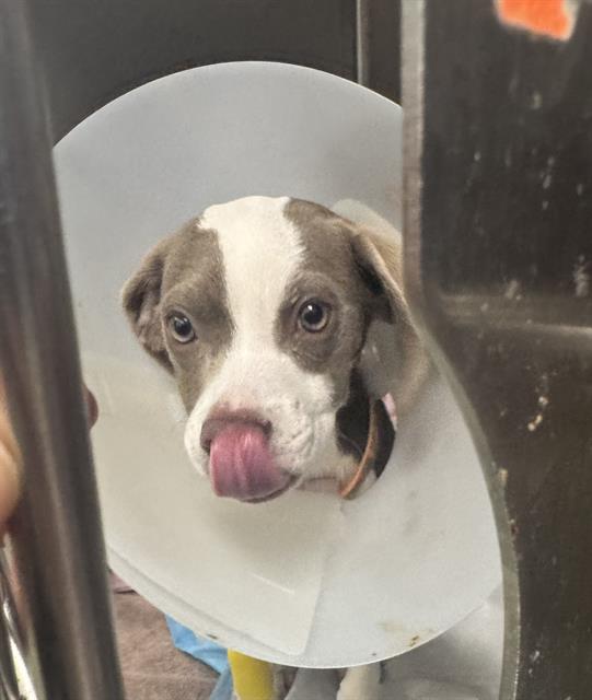 Shelter Stray Male Dog last seen WYOMING AND CENTRAL, 8920 Lomas Blvd NE, Albuquerque, NM 87112, USA