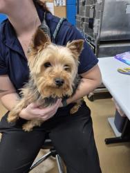 Shelter Stray Male Dog last seen ST CHARLES CO, 4850 Mid Rivers Mall Dr, St Peters, MO 63376, USA