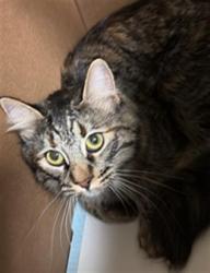 Shelter Stray Female Cat last seen H ST & 22ND ST, 2127 Front St, Sacramento, CA 95818, USA