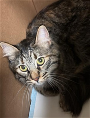 Shelter Stray Female Cat last seen H ST & 22ND ST, 2127 Front St, Sacramento, CA 95818, USA