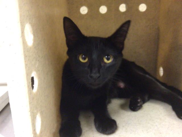 Shelter Stray Female Cat last seen Near BLOCK JOEL DR, JURUPA VALLEY CA 92509, 6851 Van Buren Boulevard, Jurupa Valley, CA 92509, USA