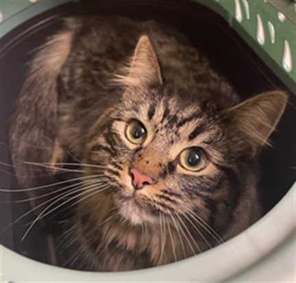 Shelter Stray Female Cat last seen H ST & 22ND ST, 2127 Front St, Sacramento, CA 95818, USA