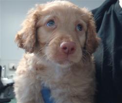 Shelter Stray Female Dog last seen GILLMAN PARK BY PLAY STRUCTURE, 1419 Bryant St, San Francisco, CA 94103, USA