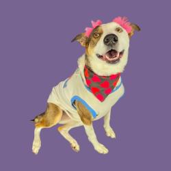 Shelter Stray Female Dog last seen ENGER ST, BAKERSFIELD CA 93312, 3951 Fruitvale Ave, Bakersfield, CA 93308, USA