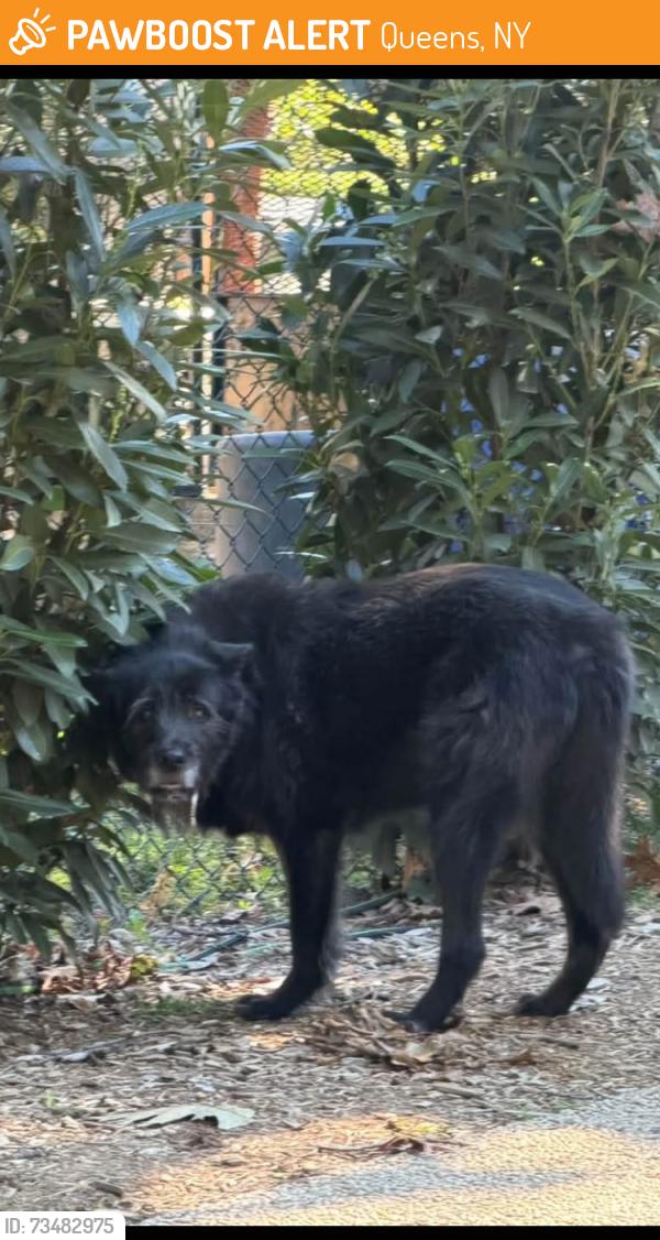 Found/Stray Unknown Dog last seen Goodwood Rd, Queens, NY 11375