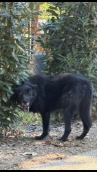 Found/Stray Unknown Dog last seen Goodwood Rd, Queens, NY 11375