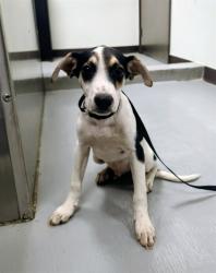Shelter Stray Male Dog last seen Near BLK BEEHAN ST BAKERFIELD, 201 S Mt Vernon Ave, Bakersfield, CA 93307, USA
