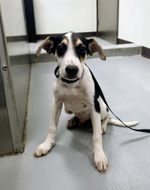 Shelter Stray Male Dog last seen Near BLK BEEHAN ST BAKERFIELD, 201 S Mt Vernon Ave, Bakersfield, CA 93307, USA